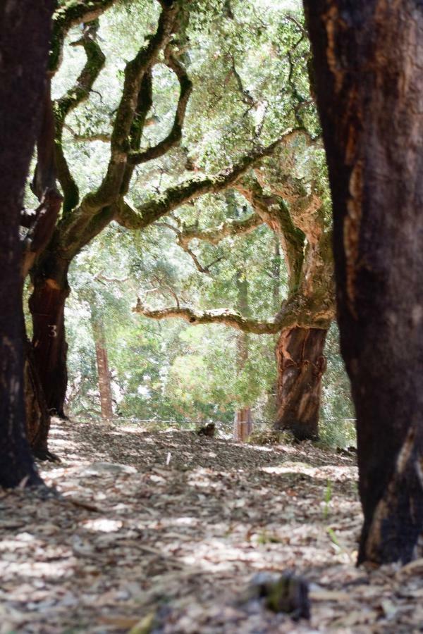 Quinta Algarve Das Relvinhas Monchique Exteriér fotografie